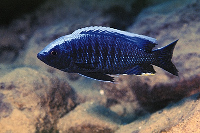 Copadichromis sp. 'mloto undu' Undu Reef